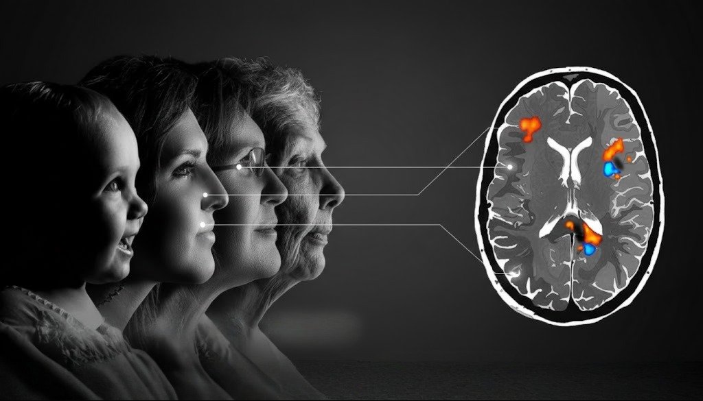 مرحلة النضج العقلي.. خمس مراحل رئيسية يمر بها دماغ الإنسان طوال الحياة