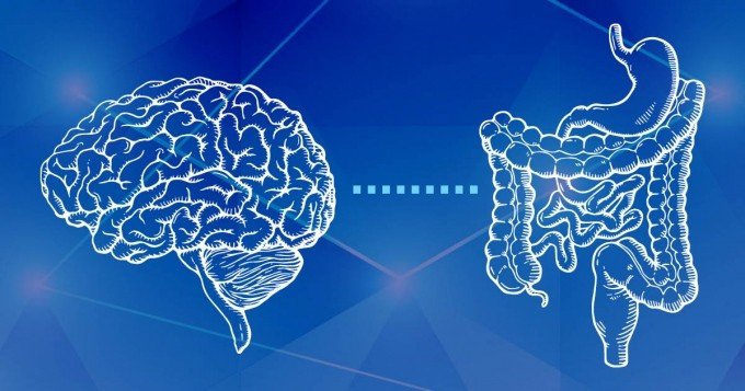 اكتشاف جديد في تواصل الدماغ والمعدة قد يغير طرق علاج السمنة